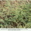 lachides galba azerbaijan hostplant1